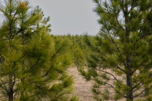 Afforestation