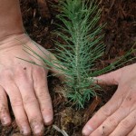 planting-a-tree