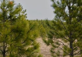 Afforestation